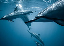 开云体育app-梦幻开局！图多列第8分钟破门&amp;取赛季第9球，三镇1-0领先西海岸